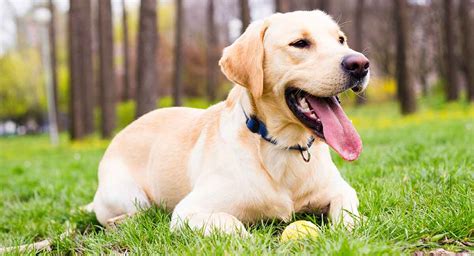 Sep 9, 2023 ... How long to Labradors live for? The average lifespan of a Labrador is 10-12 years of age. Are Labradors good pets? Labradors are good ...